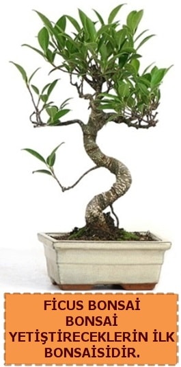 Ficus bonsai 15 ile 25 cm arasndadr  stanbul beikta iek yolla 