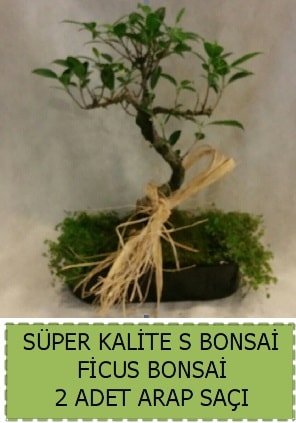 Ficus S Bonsai ve arap sa  stanbul beikta ieki telefonlar 
