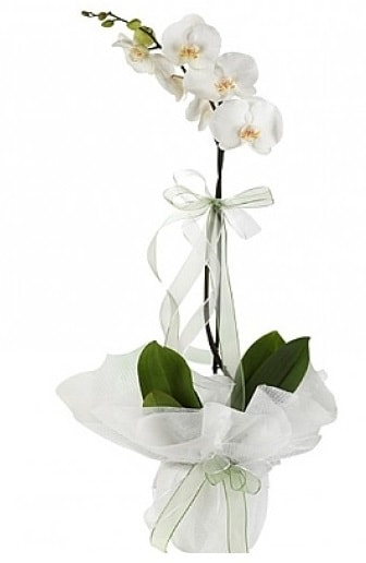 Tekli Beyaz Orkide  stanbul beikta hediye iek yolla 