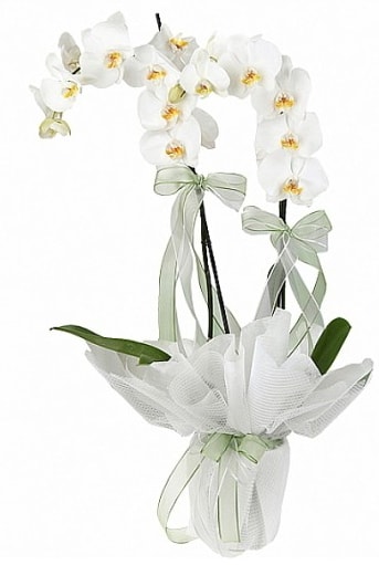 ift Dall Beyaz Orkide  stanbul beikta anneler gn iek yolla 
