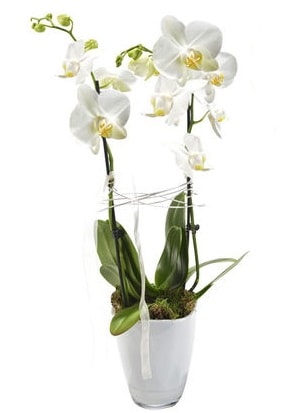 2 dall beyaz seramik beyaz orkide sakss  stanbul beikta iek gnderme sitemiz gvenlidir 