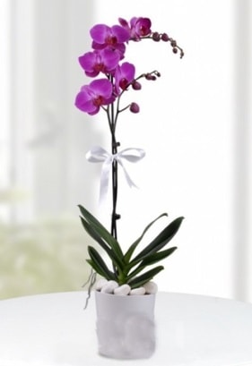 Tek dall saksda mor orkide iei  stanbul beikta iekiler 