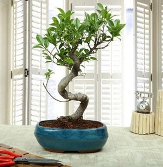 Amazing Bonsai Ficus S thal  stanbul beikta internetten iek siparii 