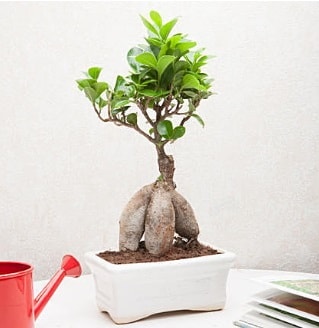 Exotic Ficus Bonsai ginseng  stanbul beikta iek servisi , ieki adresleri 