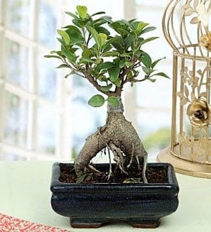 Appealing Ficus Ginseng Bonsai  stanbul beikta anneler gn iek yolla 