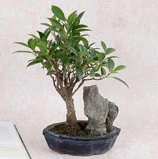 Japon aac Evergreen Ficus Bonsai  stanbul beikta iek gnderme sitemiz gvenlidir 