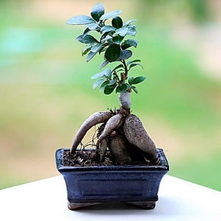 Marvellous Ficus Microcarpa ginseng bonsai  stanbul beikta iek siparii vermek 