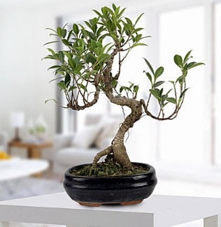 Gorgeous Ficus S shaped japon bonsai  stanbul beikta yurtii ve yurtd iek siparii 