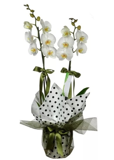 ift Dall Beyaz Orkide  stanbul beikta 14 ubat sevgililer gn iek 