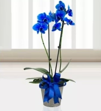 ift dall mavi orkide  stanbul beikta iek sat 