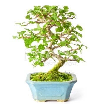 S zerkova bonsai ksa sreliine  stanbul beikta nternetten iek siparii 