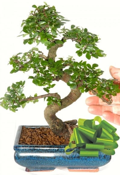Yaklak 25 cm boyutlarnda S bonsai  stanbul beikta iek siparii sitesi 