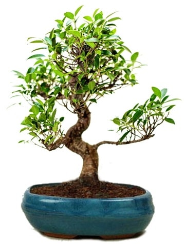 25 cm ile 30 cm aralnda Ficus S bonsai  stanbul beikta iek gnderme sitemiz gvenlidir 