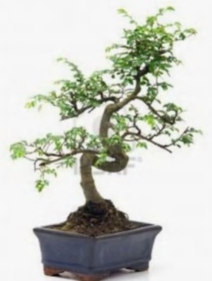 S gvde bonsai minyatr aa japon aac  stanbul beikta iek sat 