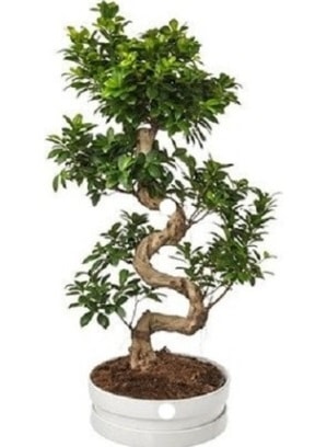 90 cm ile 100 cm civar S peyzaj bonsai  stanbul beikta iek gnderme sitemiz gvenlidir 