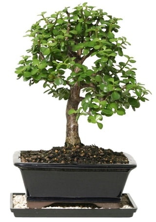 15 cm civar Zerkova bonsai bitkisi  stanbul beikta iek siparii sitesi 