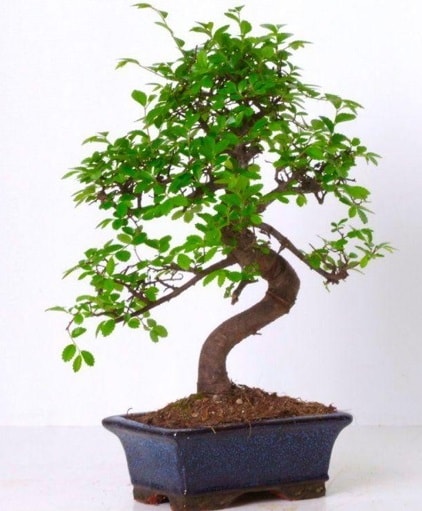 S gvdeli bonsai minyatr aa japon aac  stanbul beikta iek gnderme sitemiz gvenlidir 