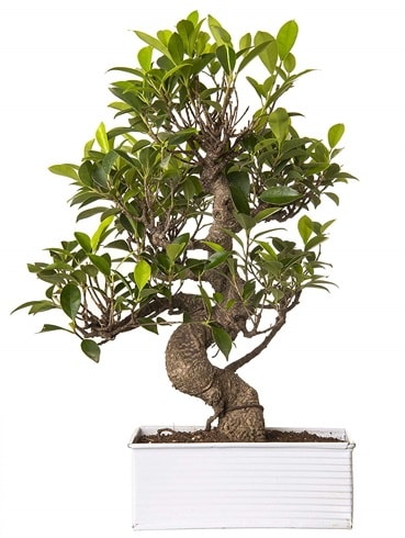 Exotic Green S Gvde 6 Year Ficus Bonsai  stanbul beikta iek gnderme sitemiz gvenlidir 