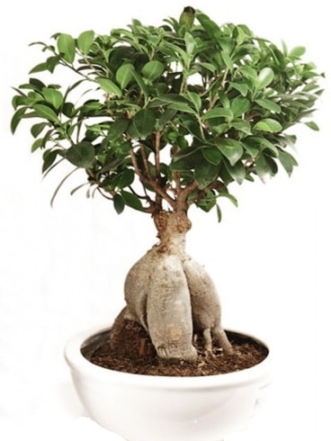 Ginseng bonsai japon aac ficus ginseng  stanbul beikta nternetten iek siparii 
